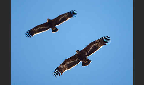 Steppenadler (Aquila nipalensis)