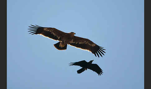 Wüstenrabe (Corvus ruficollis)