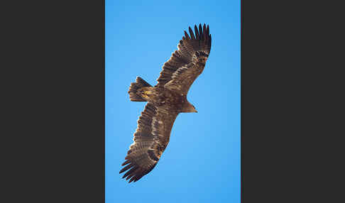 Steppenadler (Aquila nipalensis)