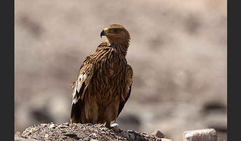 Kaiseradler (Aquila heliaca)