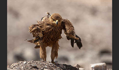 Kaiseradler (Aquila heliaca)