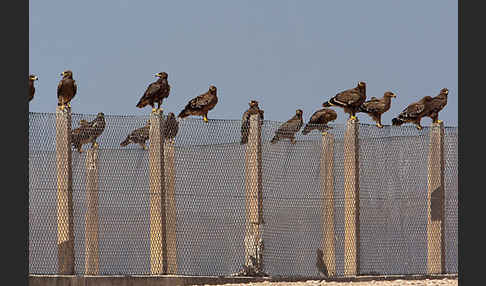 Steppenadler (Aquila nipalensis)