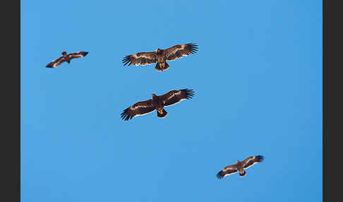 Steppenadler (Aquila nipalensis)