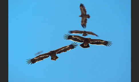 Steppenadler (Aquila nipalensis)