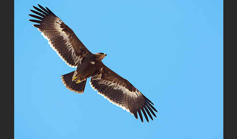 Steppenadler (Aquila nipalensis)