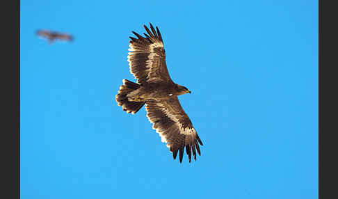 Steppenadler (Aquila nipalensis)