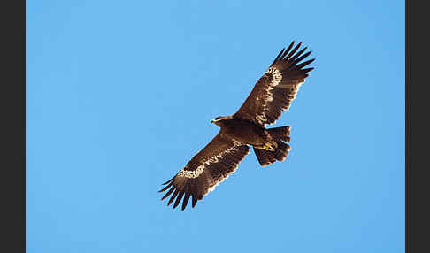 Steppenadler (Aquila nipalensis)