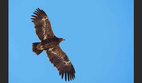 Steppenadler (Aquila nipalensis)