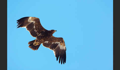 Steppenadler (Aquila nipalensis)