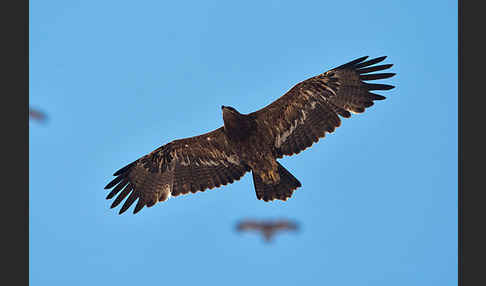 Steppenadler (Aquila nipalensis)