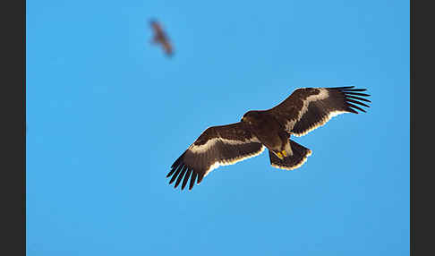 Steppenadler (Aquila nipalensis)