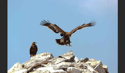 Steppenadler (Aquila nipalensis)