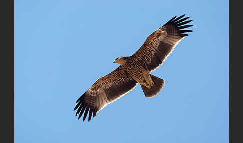 Kaiseradler (Aquila heliaca)