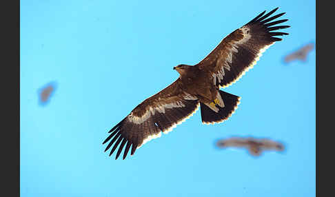 Steppenadler (Aquila nipalensis)