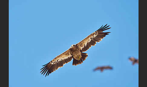 Steppenadler (Aquila nipalensis)