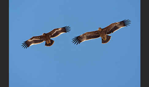 Kaiseradler (Aquila heliaca)