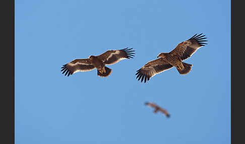 Kaiseradler (Aquila heliaca)