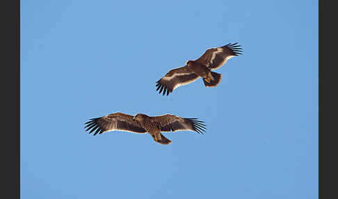 Kaiseradler (Aquila heliaca)