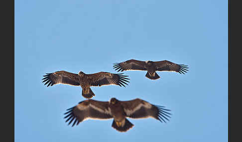 Kaiseradler (Aquila heliaca)