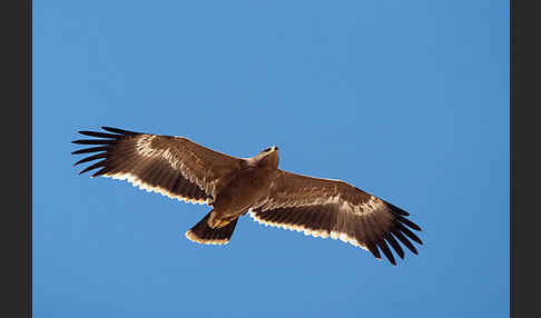 Steppenadler (Aquila nipalensis)