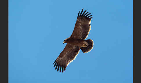 Steppenadler (Aquila nipalensis)