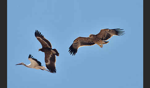 Kaiseradler (Aquila heliaca)