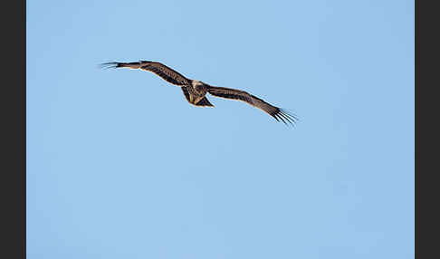 Kaiseradler (Aquila heliaca)