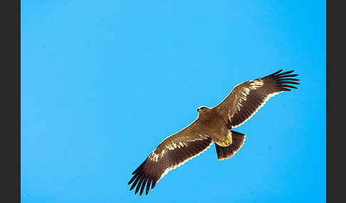 Steppenadler (Aquila nipalensis)