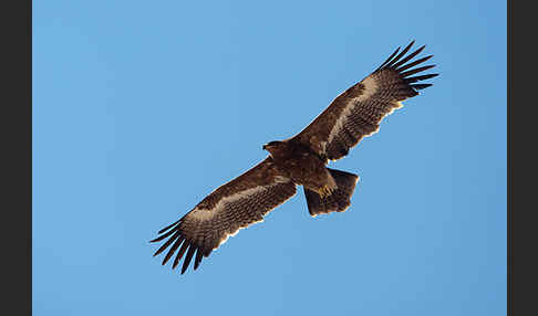 Steppenadler (Aquila nipalensis)