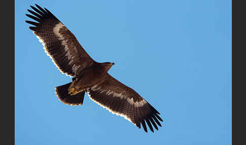 Steppenadler (Aquila nipalensis)