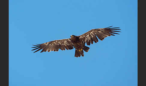 Steppenadler (Aquila nipalensis)