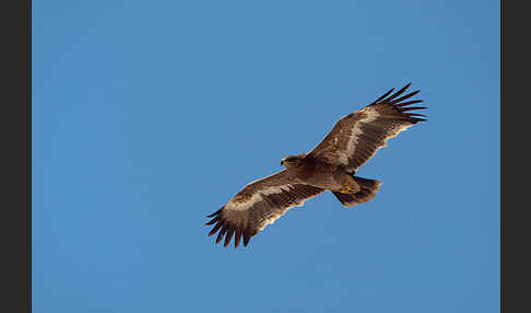 Steppenadler (Aquila nipalensis)