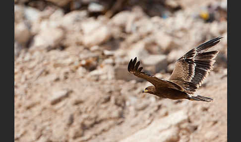 Steppenadler (Aquila nipalensis)