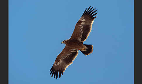 Steppenadler (Aquila nipalensis)