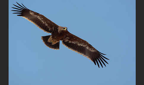 Steppenadler (Aquila nipalensis)