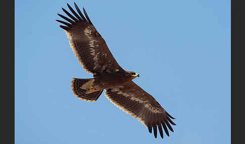 Steppenadler (Aquila nipalensis)