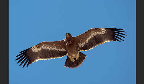 Steppenadler (Aquila nipalensis)