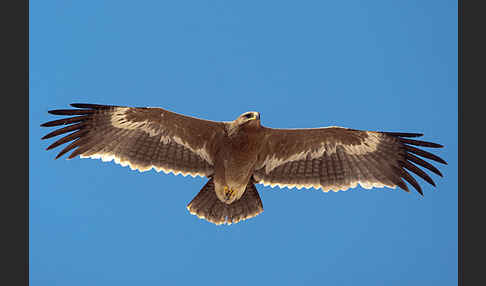 Steppenadler (Aquila nipalensis)