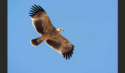 Kaiseradler (Aquila heliaca)