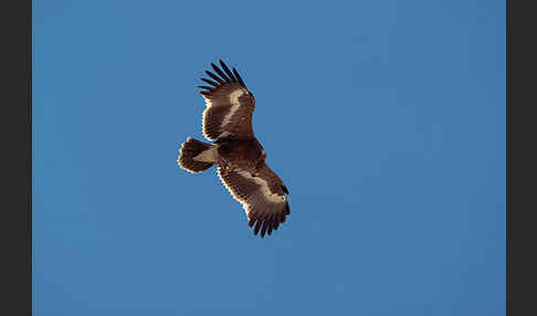 Steppenadler (Aquila nipalensis)