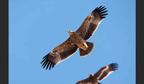 Kaiseradler (Aquila heliaca)