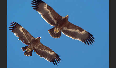 Steppenadler (Aquila nipalensis)