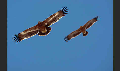 Steppenadler (Aquila nipalensis)