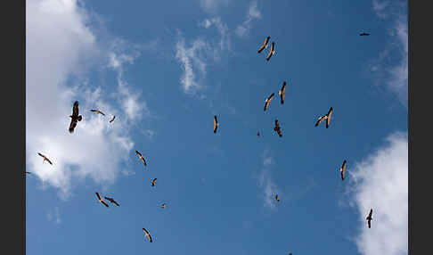 Weißstorch (Ciconia ciconia)