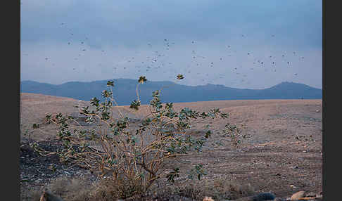 Weißstorch (Ciconia ciconia)