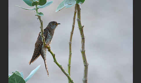 Kuckuck (Cuculus canorus)