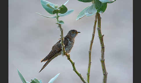 Kuckuck (Cuculus canorus)