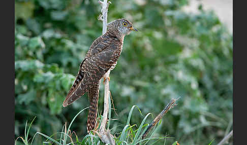 Kuckuck (Cuculus canorus)