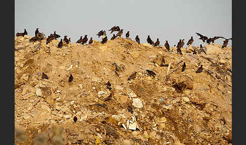 Steppenadler (Aquila nipalensis)