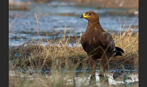 Steppenadler (Aquila nipalensis)